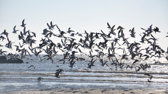 flock of birds flying over seashore