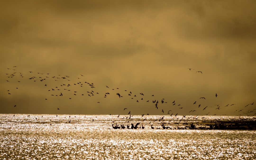 Birds on Grand Isle