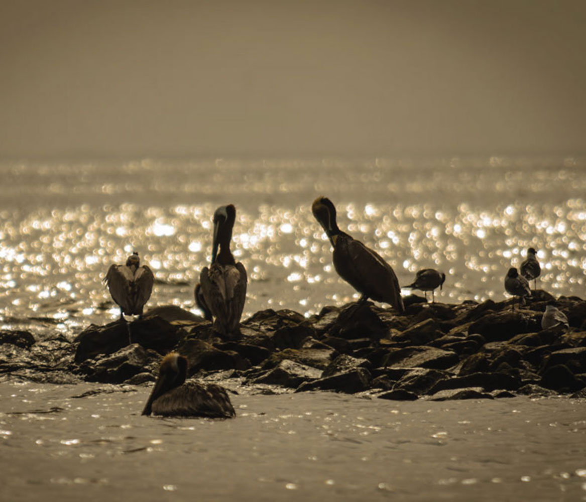 pelicans by water