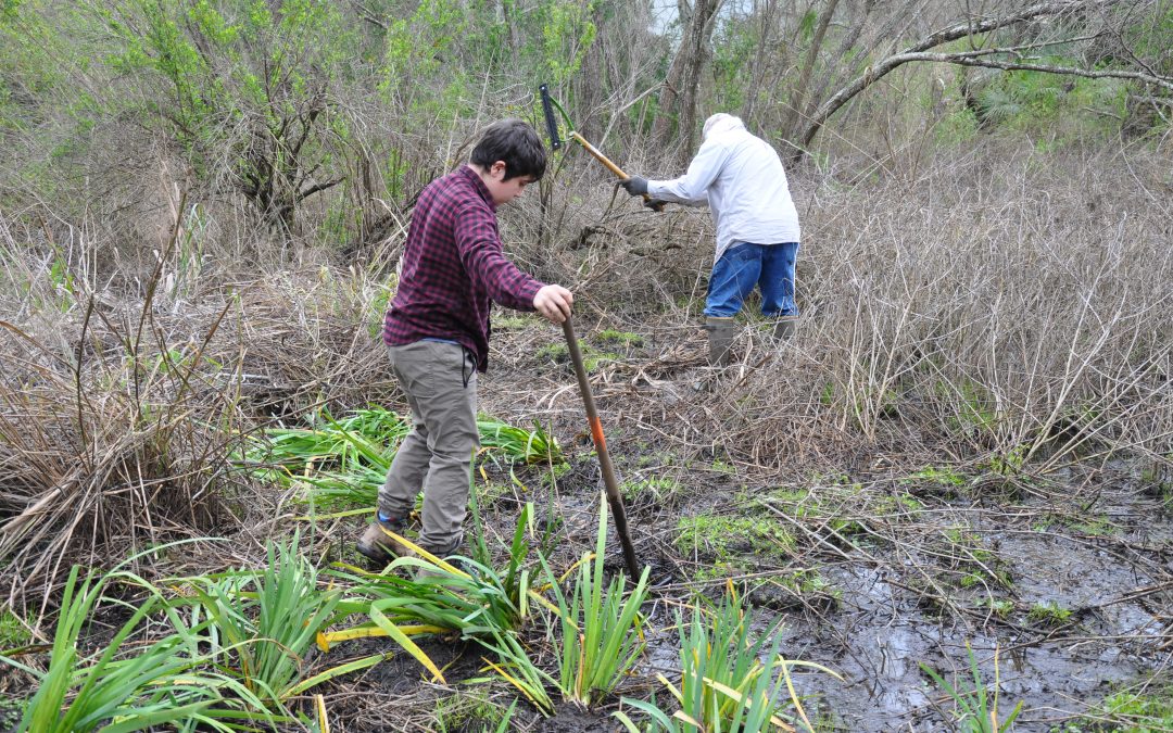 Hundreds of Louisiana irises were just planted in Grand Isle — and they’ll bloom in few weeks