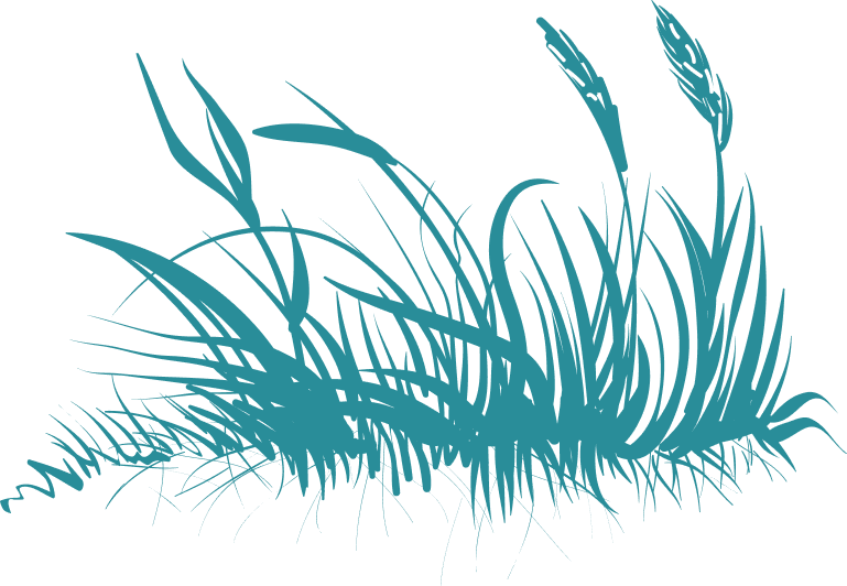 illustration of beach grasses