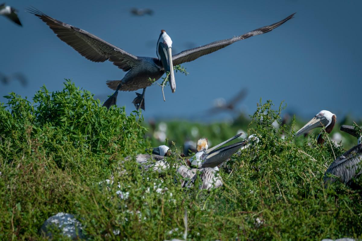 a pelican landing